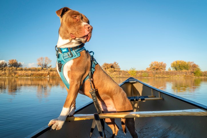 Essential Dog Gear for Hiking: What to Bring