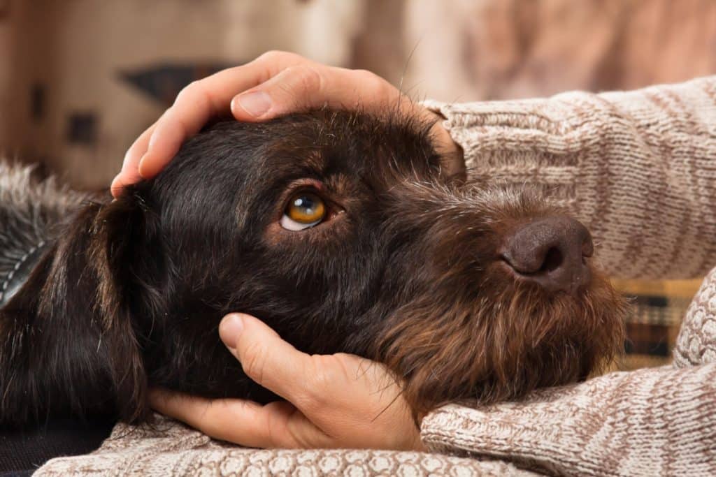 Understanding and Handling Clingy Dogs: Tips for a Balanced Bond