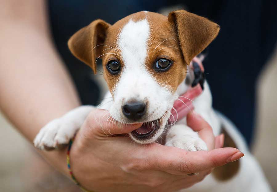 Puppy Teething: A Survival Guide