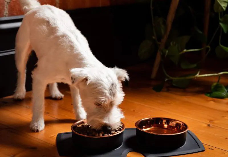 Is Cheap Dog Food Bad?