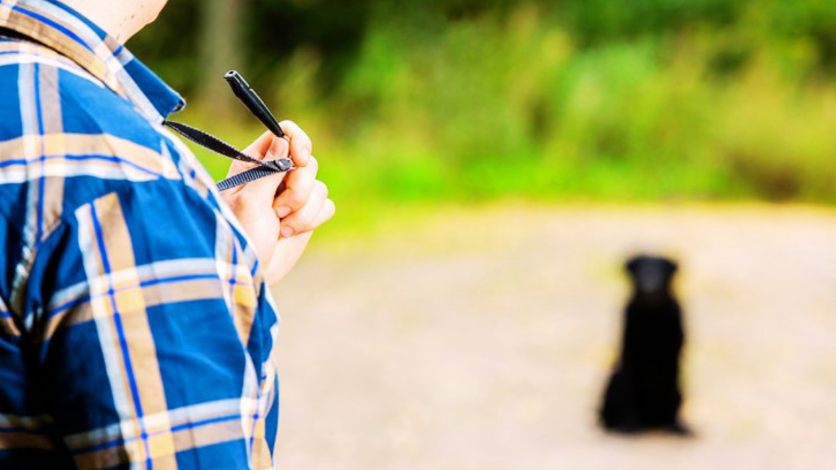 How Do Dog Whistles Work? Paw Roll