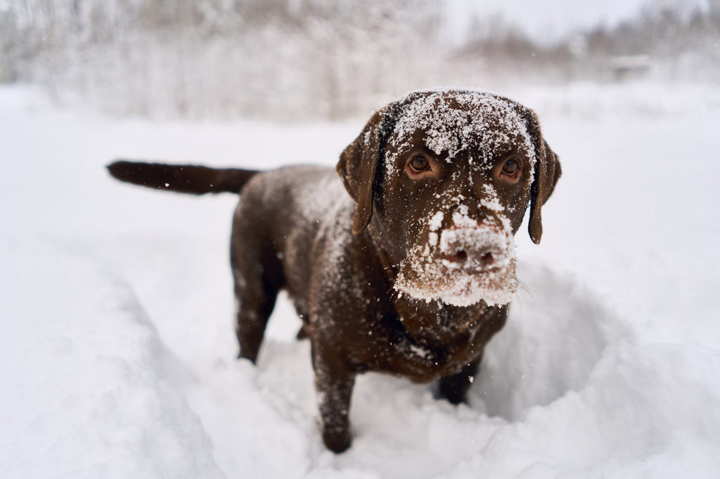 Pet-Safe Ice Melts: Are They Really Safe