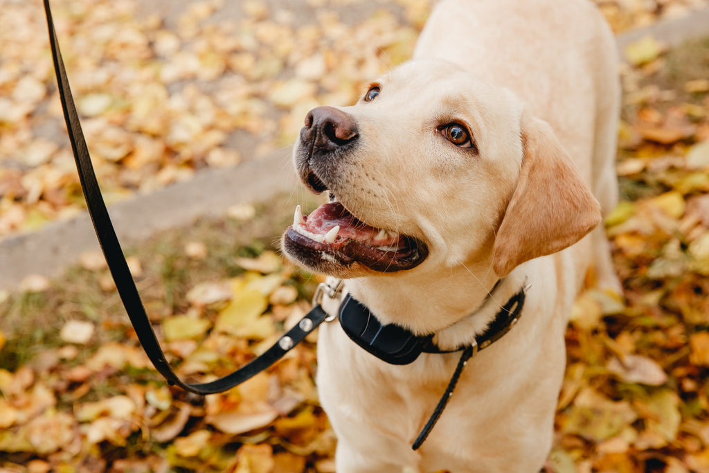 Using Shock Collars for Dog Training - Is It Ok?