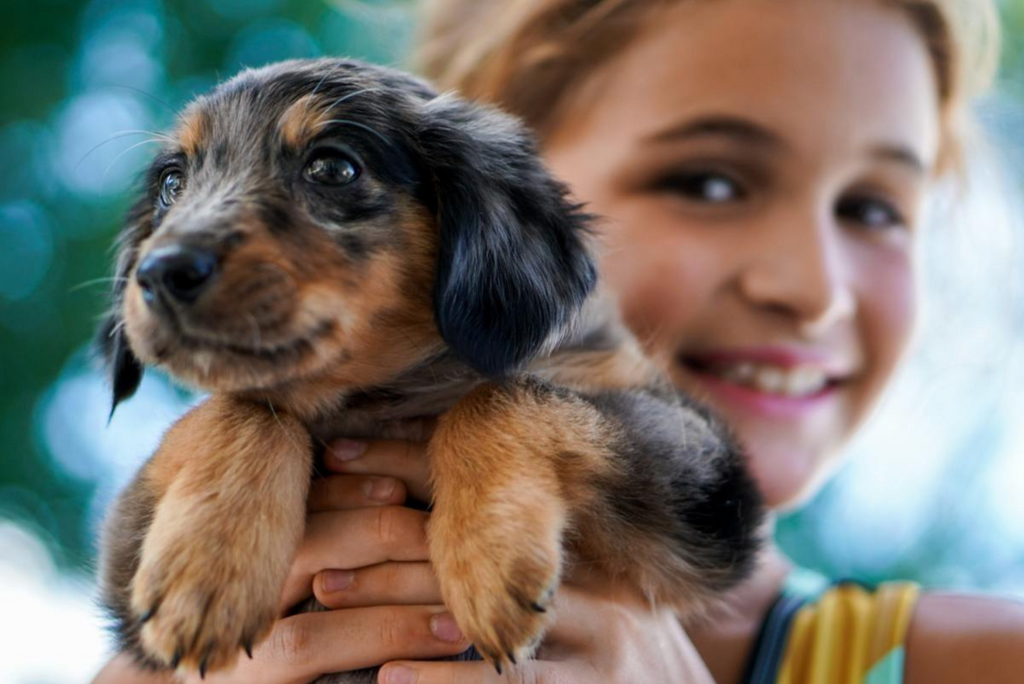 Choosing the Perfect Family Pet: Top Dog Breeds for Your Household