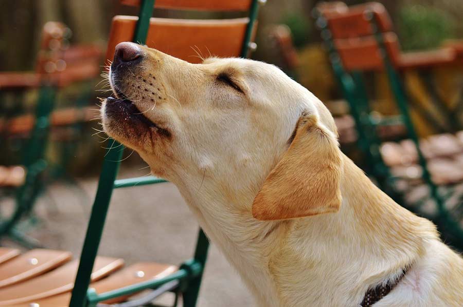 Understanding Why Dogs Howl