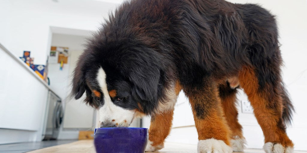 Wet Dog Food vs Dry Dog Food: Which is Better for Your Pet?