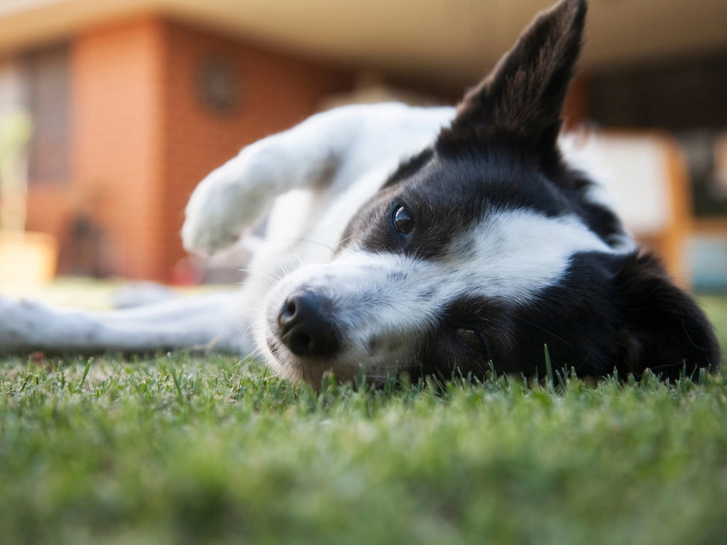 Keeping the Peace: Effective Strategies to Stop Excessive Dog Barking