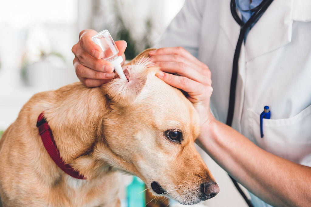 Common Ear Problems in Dogs