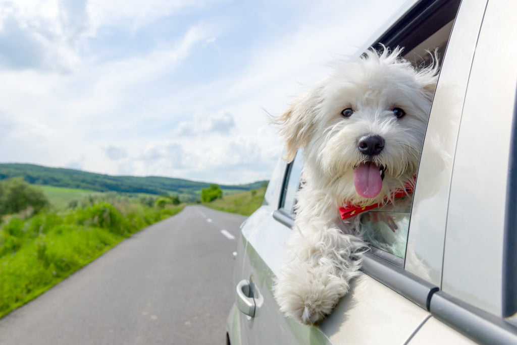 How to Help Dog Car Sickness