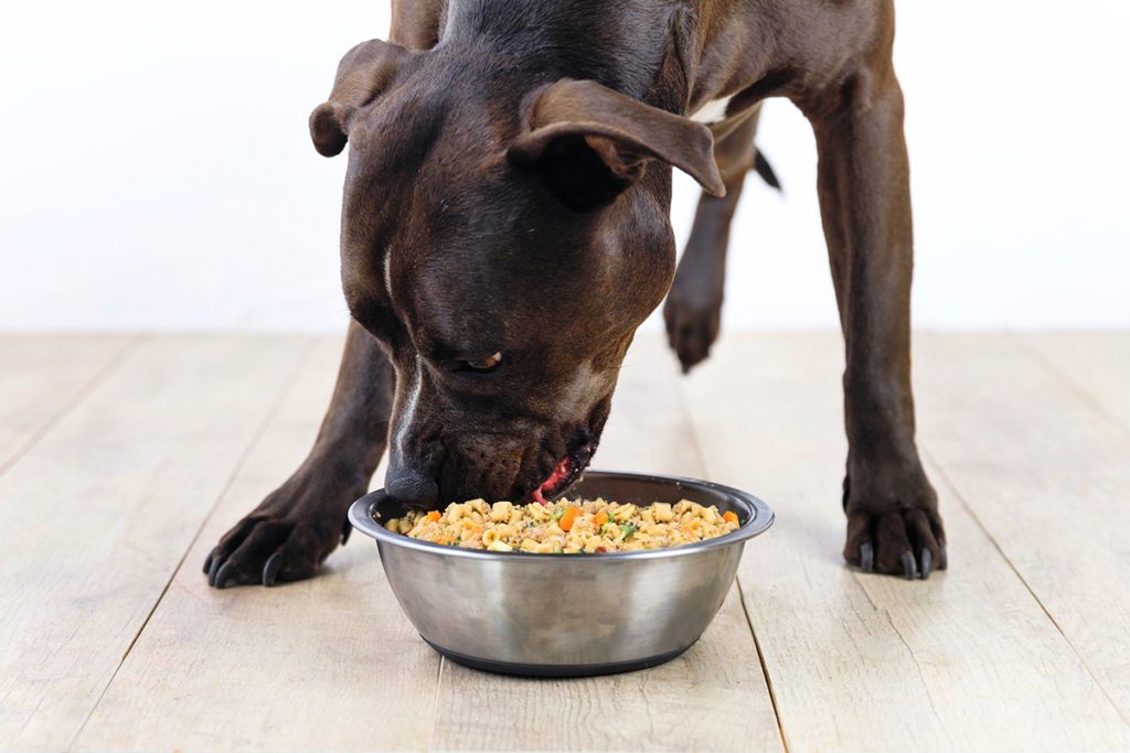 Exploring Freeze-Dried Dog Food: Benefits and Considerations