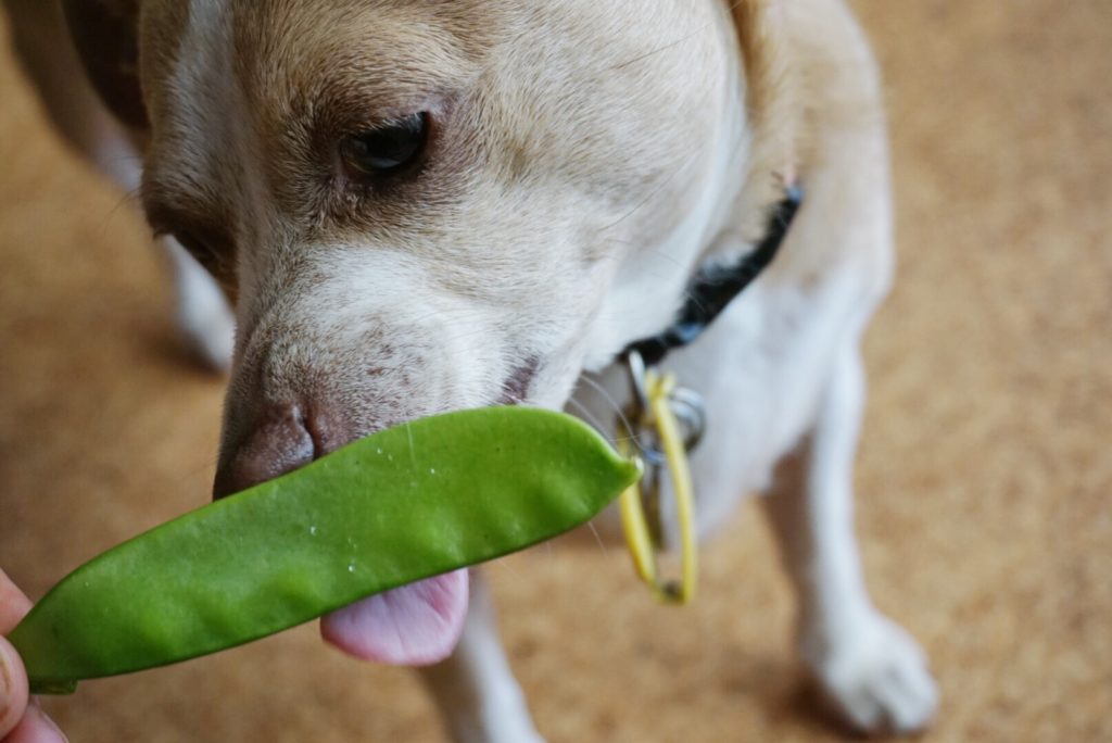 Can Dogs Eat Peas? Are Peas Safe For Dogs? – Paw Roll