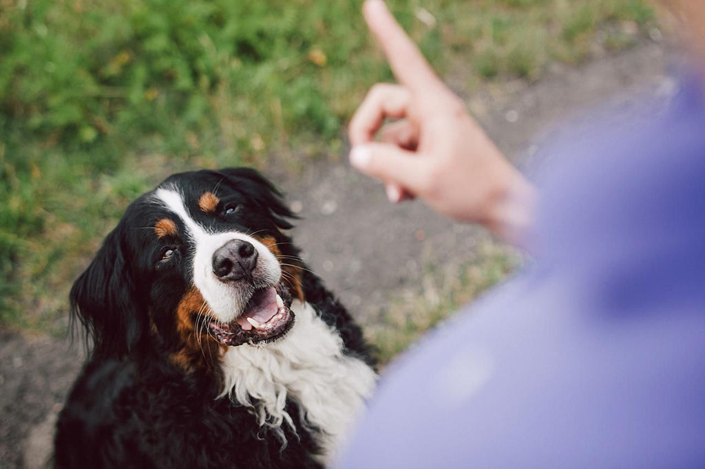 Hand Signals to Teach Your Dog