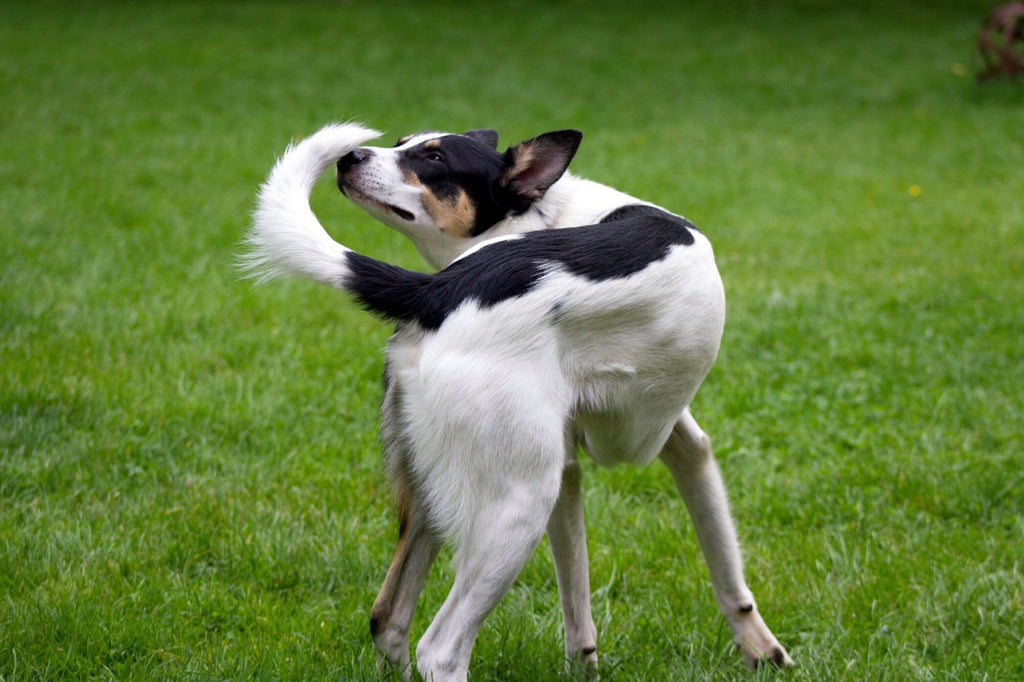 8 Strange Things Dogs Do and Why