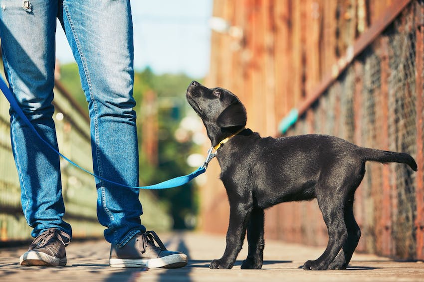 Puppy Training Tips for New Owners