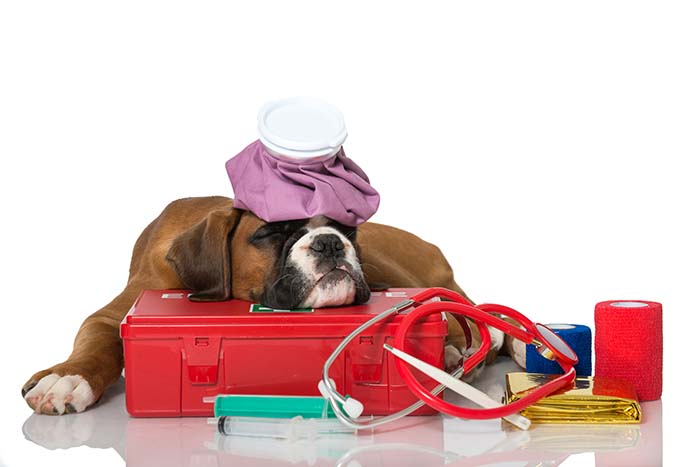 10 Essential Items To Have In Your Dog's First-Aid Kit