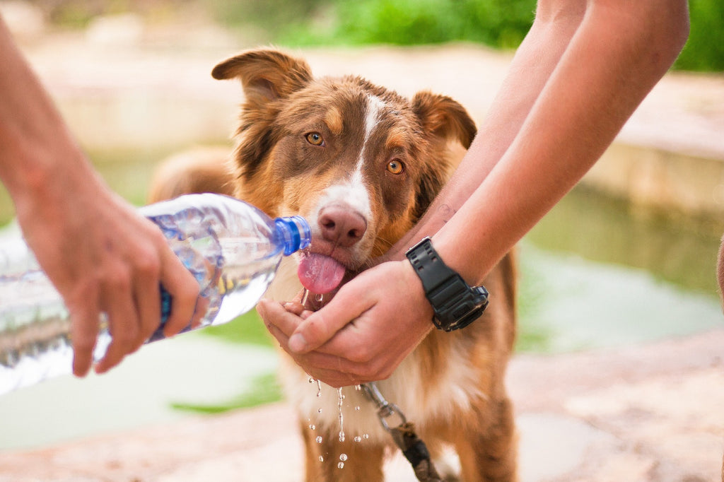 Keeping your pet hydrated