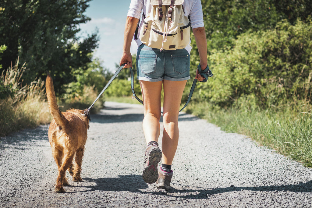 7 Essential Dog Hiking Tips