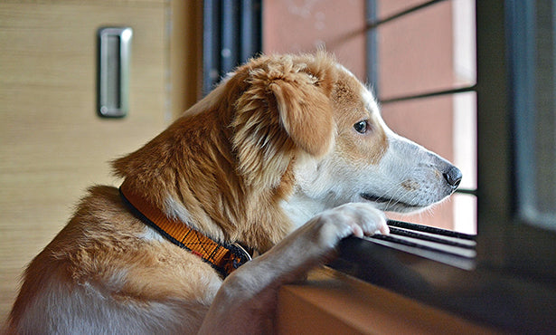 How to help your dog's separation anxiety