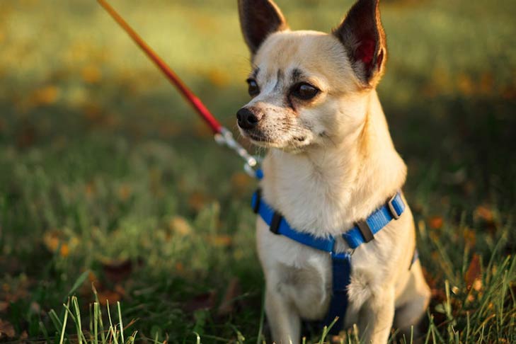 3 Reasons Why Your Dog Should Walk On A Harness Instead Of A Collar