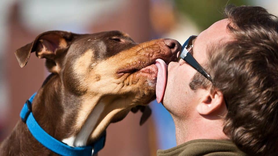 🐾 Dogs Understand: What Your Pet Really Knows About You