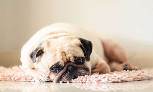 HOW TO CHOOSE THE RIGHT DOG BED