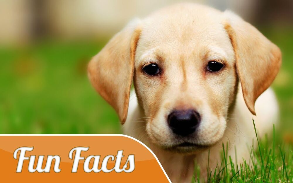 7 Dog Myths You Probably Didn't Know That Will Blow Your Mind