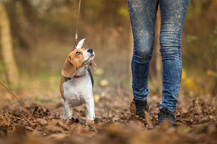 3 TIPS FOR CREATING THE PERFECT DOG WALKING ROUTINE
