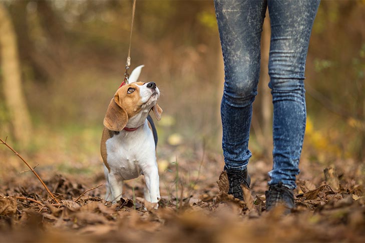 3 TIPS FOR CREATING THE PERFECT DOG WALKING ROUTINE – Paw Roll