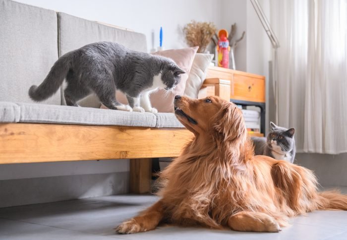 How to Teach Your Dog and Cat to Get Along