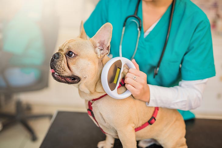 Why is it Important to Microchip My Pet?