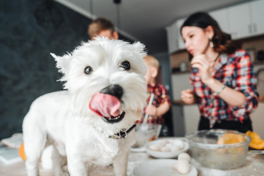 Danger! Food Your Puppy Should Avoid.