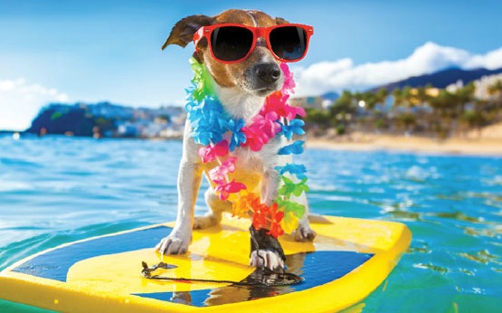 How to Have Safe Summer Adventures With Your Pup