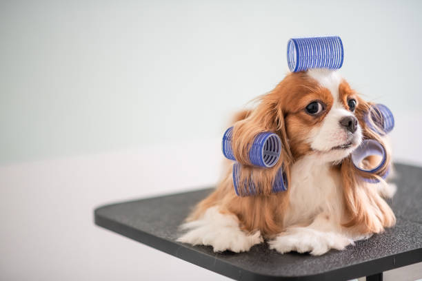 How to Get Your Pup a Gold Star at the Groomer