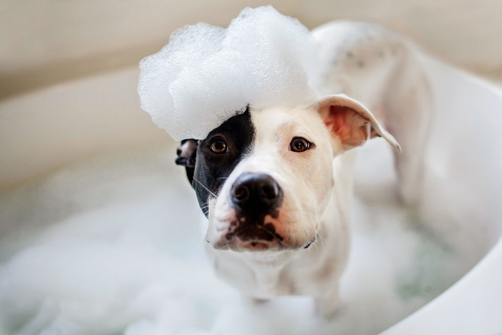 Easy Tips for How to Wash a Dog