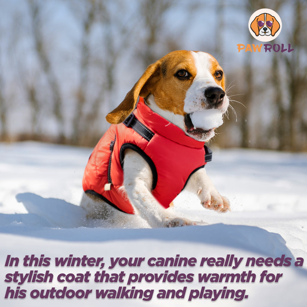 PawRoll Dog Winter Jacket (2023)