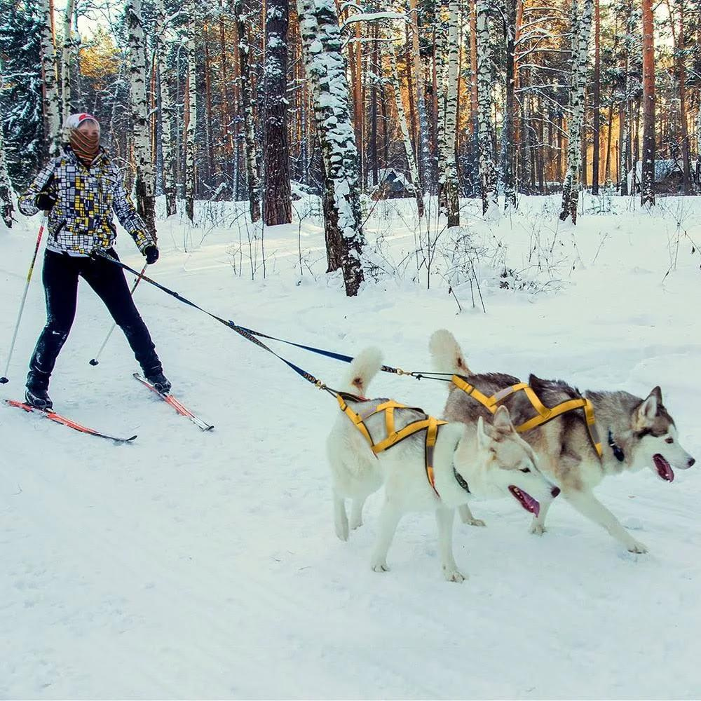 Husky top sled harness