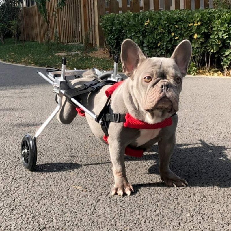 PawRoll™ Dog Wheelchair